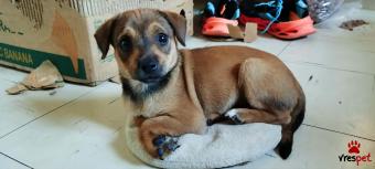 Ράτσα: Πίντσερ - Pinscher | Ηλικία: 2 μηνών | Φύλο: Θηλυκό | Αρ. Microchip: 1234 | Ιδιώτης | Περιοχή: Θεσσαλονίκη, Θεσσαλονίκη